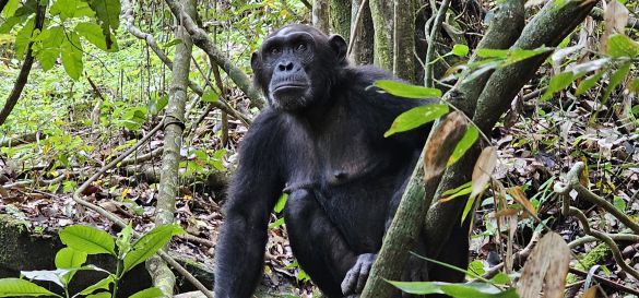 Die Magie des Mahale-Mountains-Nationalpark 14