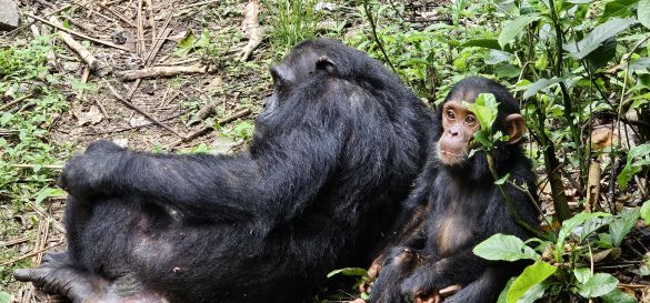 Die Magie des Mahale-Mountains-Nationalpark 11