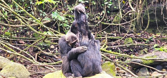 Die Magie des Mahale-Mountains-Nationalpark 6