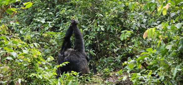 Die Magie des Mahale-Mountains-Nationalpark 2
