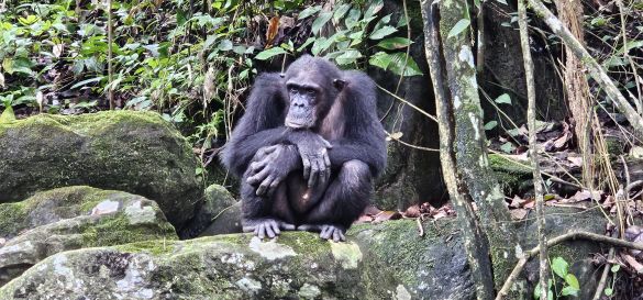 Die Magie des Mahale-Mountains-Nationalpark 7