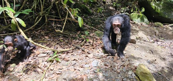 Die Magie des Mahale-Mountains-Nationalpark 9