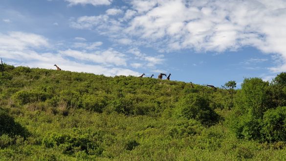 Einblicke in Tansanias Nationalparks 2