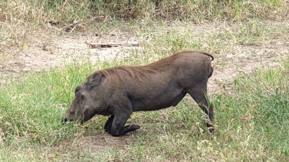 Einblicke in Tansanias Nationalparks 3