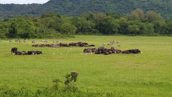 Einblicke in Tansanias Nationalparks 4
