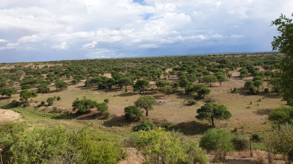 Einblicke in Tansanias Nationalparks 6