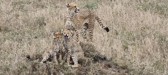 Klassische Tansania Safari / Privatsafari 2