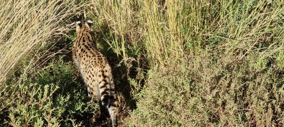 Klassische Tansania Safari / Privatsafari 11
