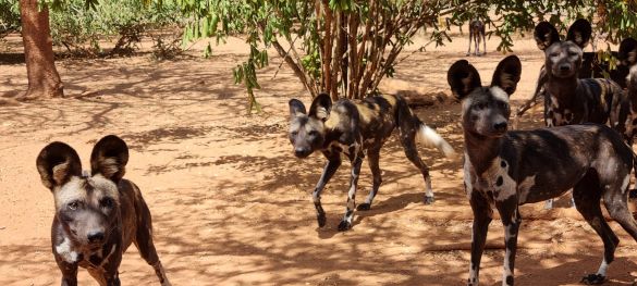 Klassische Tansania Safari / Privatsafari 12