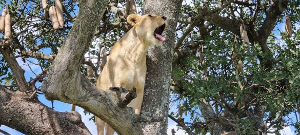 Klassische Tansania Safari / Privatsafari 5