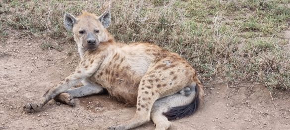 Klassische Tansania Safari / Privatsafari 9