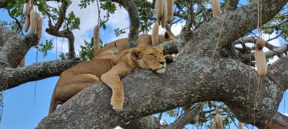 Klassische Tansania Safari / Privatsafari 1