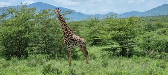 Klassische Tansania Safari / Privatsafari 8