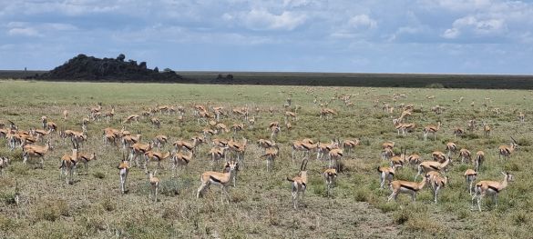 Klassische Tansania Safari / Privatsafari 7