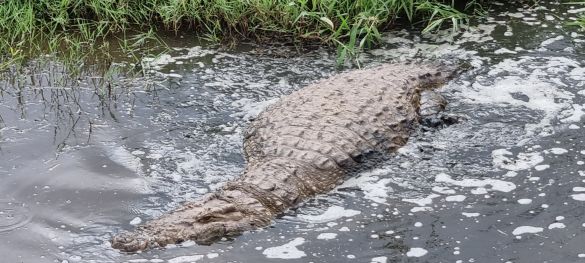Klassische Tansania Safari / Privatsafari 4