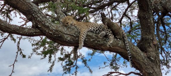 Klassische Tansania Safari / Privatsafari 10