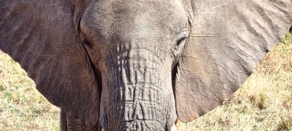 Single-Safari in Tansania - Abenteuer trifft Herz* 2