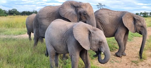 Single-Safari in Tansania - Abenteuer trifft Herz* 5