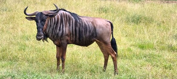 Single-Safari in Tansania - Abenteuer trifft Herz* 13