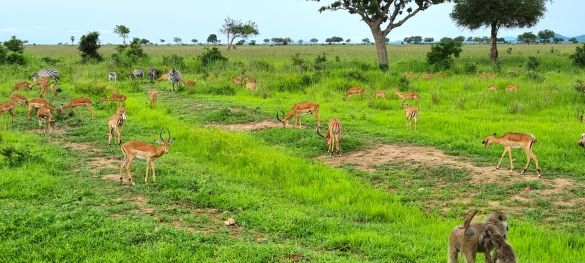Single-Safari in Tansania - Abenteuer trifft Herz* 6