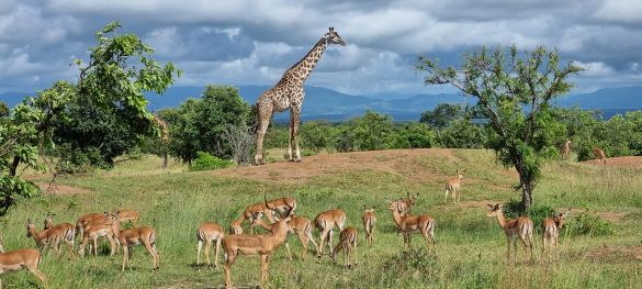 Single-Safari in Tansania - Abenteuer trifft Herz* 3