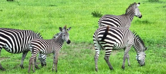 Single-Safari in Tansania - Abenteuer trifft Herz* 1