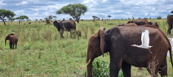 Tansanias Tierparadiese / Gruppenreise 2