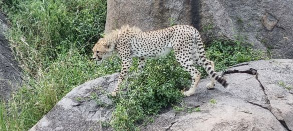 Tansanias Tierparadiese / Gruppenreise 3