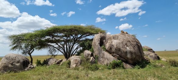 Tansanias Tierparadiese / Gruppenreise 11