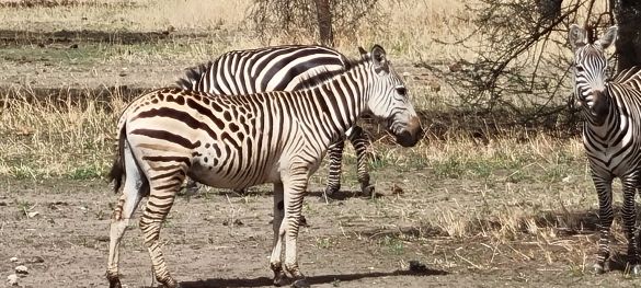 Tansanias Tierparadiese / Gruppenreise 9