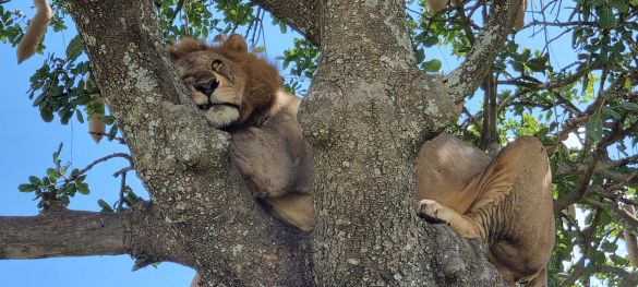 Tansanias Tierparadiese / Gruppenreise 6