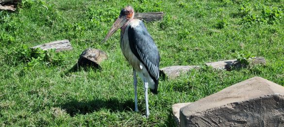 Tansanias Tierparadiese / Gruppenreise 8
