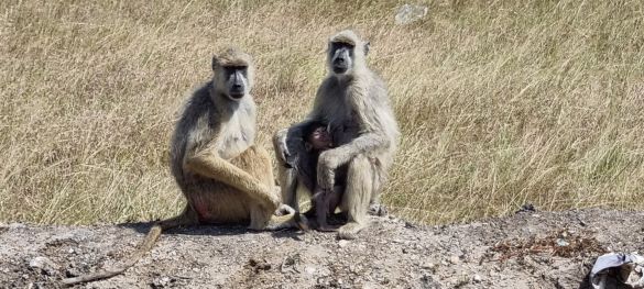 Tansanias Tierparadiese / Gruppenreise 4