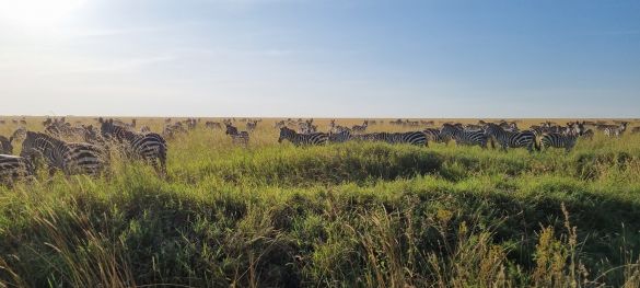 Tansanias Tierparadiese / Gruppenreise 5