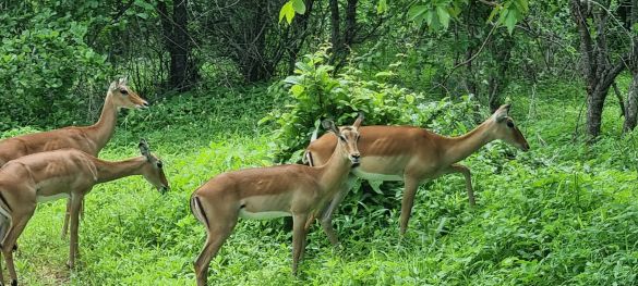 Zentral- und Süd Tansania / Flugsafari 8