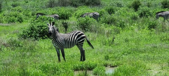 Zentral- und Süd Tansania / Flugsafari 1