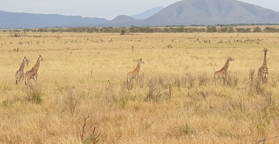 Babu´s Camp / Mkomazi National Park 11