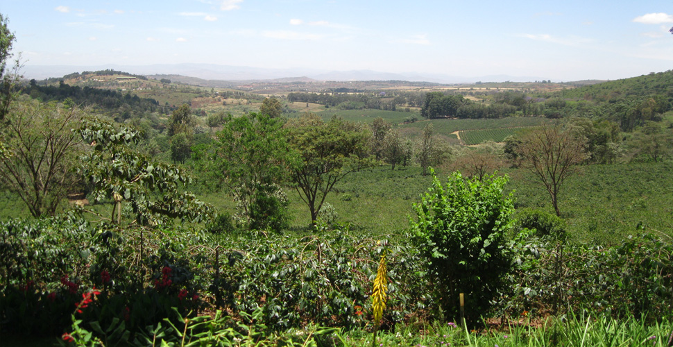 Gibb´s Farm / Karatu 9