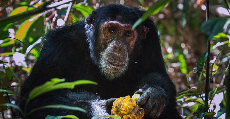 Greystoke Mahale Camp / Tanganjikasee 10