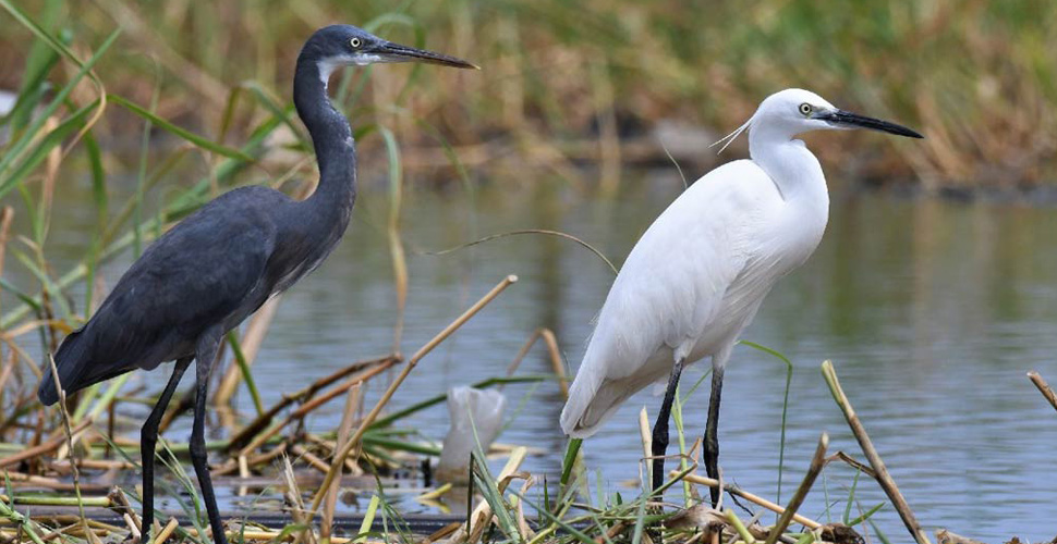 Lukuba Island Lodge / Musoma am Viktoriasee 8