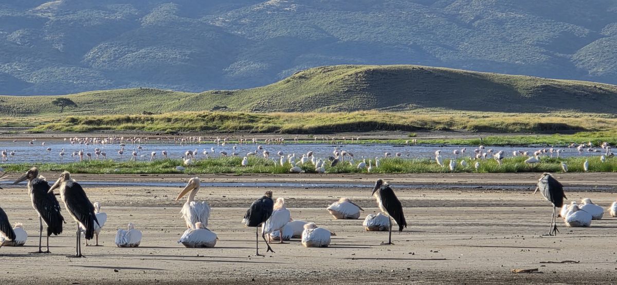 Maasai Giraffe Eco Lodge / Lake Natron 13