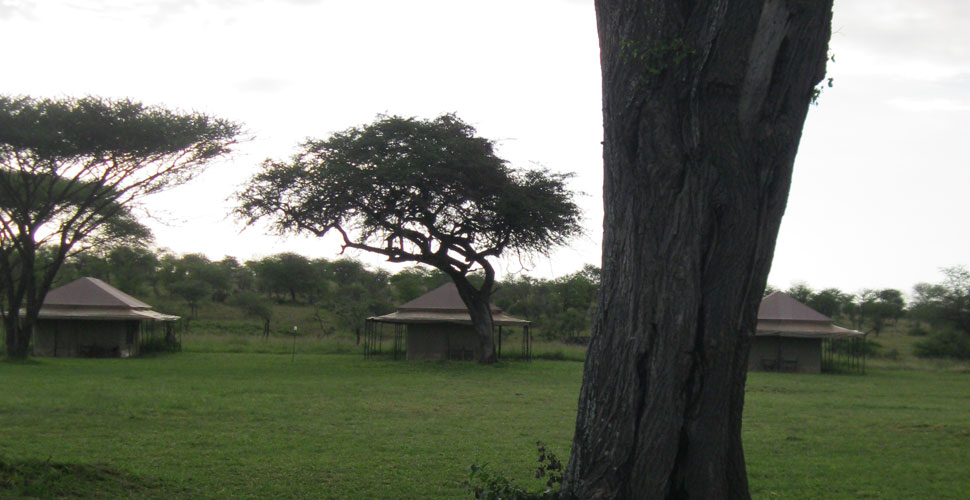 Seronera Mbugani Camp / Serengeti 4