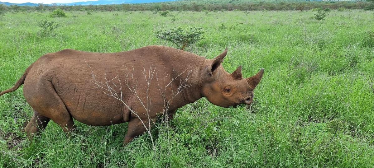 Mkomazi Wilderness Retreat / Mkomazi Nationalpark 20