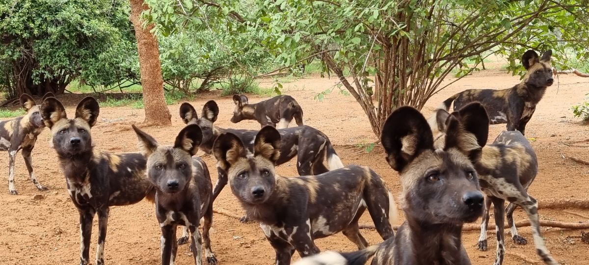 Mkomazi Wilderness Retreat / Mkomazi Nationalpark 9