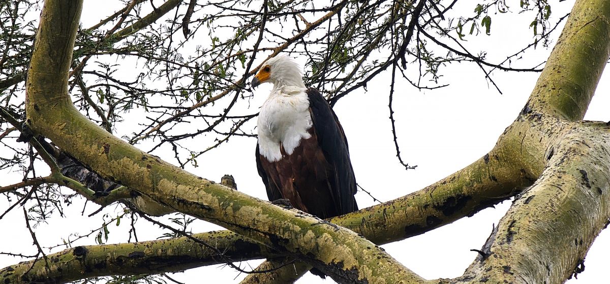 Momella Wildlife Lodge / Arusha Nationalpark 33