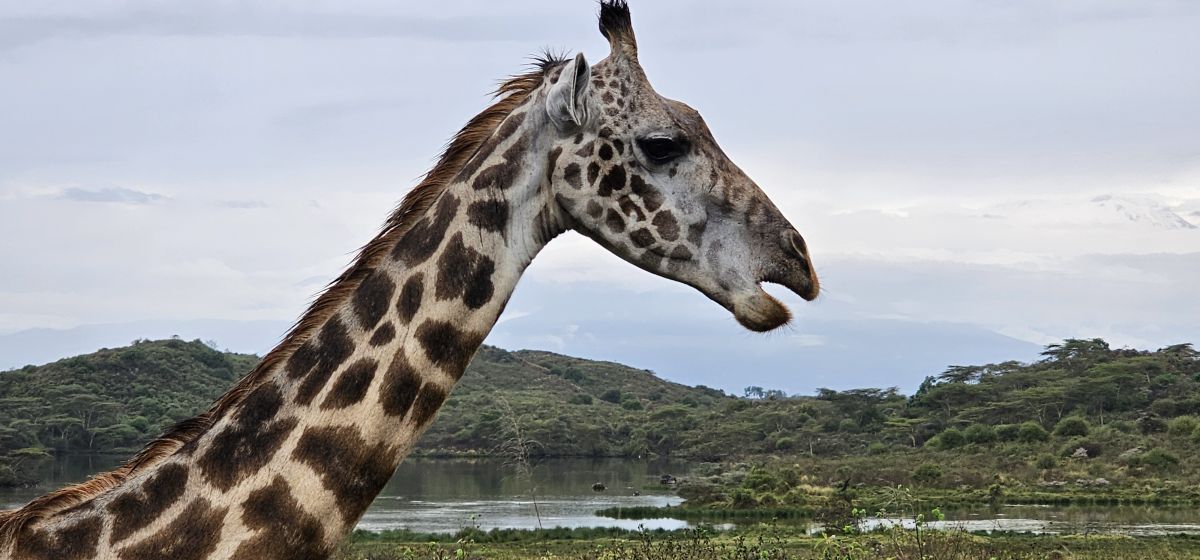 Momella Wildlife Lodge / Arusha Nationalpark 29