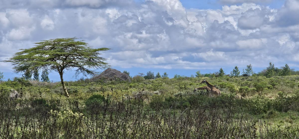 Momella Wildlife Lodge / Arusha Nationalpark 28