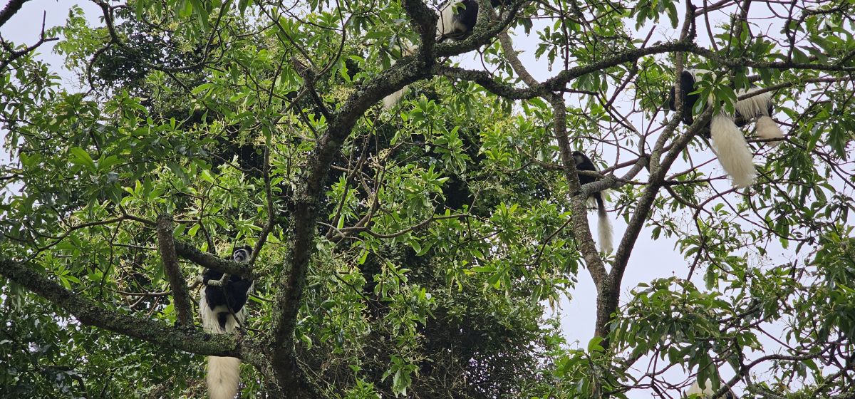 Momella Wildlife Lodge / Arusha Nationalpark 25