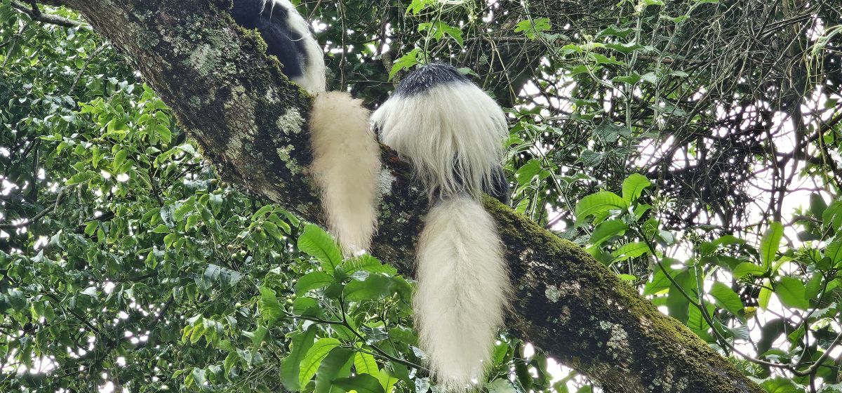 Momella Wildlife Lodge / Arusha Nationalpark 6