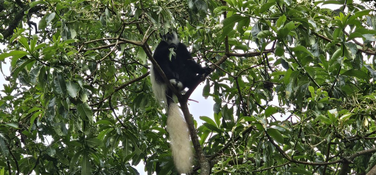 Momella Wildlife Lodge / Arusha Nationalpark 14